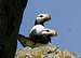 Horned Puffins on Amagat Island