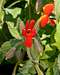 Crimson Monkeyflower (<i>Mimulus cardinalis</i>) 