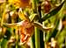 Stream Orchid (<i>Epipactis gigantea</i>)  