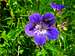 Two insects on a flower