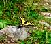 Old World Swallowtail butterfly seated on a rock