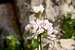Allium Roseum