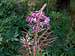 Flora of the Góry Izerskie (Fireweed or Rosebay Willowherb)