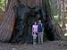 Giant sequoia family pic