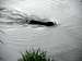 Otter or beaver swimming in the Elbe river near Stadt Wehlen, Saxon Switzerland