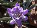 Purple Flower on Lassen
