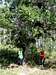 Giant Scrub Oak