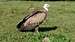 Injured Griffon Vulture (Gyps fulvus) 