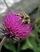 Bee on an alpine flower