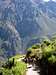 Mules coming up from Colca Canyon