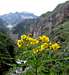 Colca Canyon Flowers