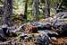 Rocky Grassi Lakes trail