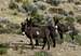 Donkeys (or are they mules?) in Quebrada Huayuray, Peru