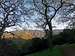 Oaks below Mt. Diablo