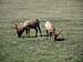 Elk Feeding Near Trail Ridge Road