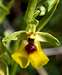 Ophrys lacaitae
