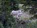 11 Sep 2004 - Mountain Goats...