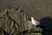 Seagull on Tryfan