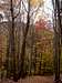 Fall Colors on Halfmoon Mountain Trail