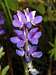 Lupine on the slopes of Putucusi