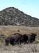 Catalina Island Bison