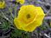 Albion Basin Wildflowers
