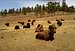 Buffalo herd at Genesee Park