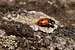 Genesee Mountain Ladybug.
