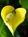 Yellow Heart 