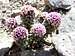 Lavishly flowering succulent at approximately 3700m at the head of the Marmolejo Valley