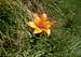 Orange lily  (Lilium bulbiferum L.)
