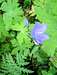 Glockenblume - Campanula - Bellflower