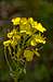 Western Wallflower (Erysimum Asperum)
