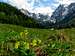 Primroses in Valley of Little Meadow