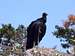 Black vulture at the summit. 