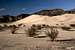 Ibex Dunes-- Highest 
