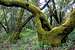 Moss covered live oaks