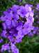 Purple Geranium 