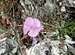 Dianthus Alpinus - Alpine Pink - Nelke
