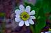 White Marsh Marigold (Caltha leptosepala)