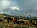 Annapurna trail - A donkeys'caravan nearby Muktinath