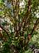 Awesome tree (Enipeea Canion)
