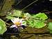 <b><i>Nymphaea Rubra</b></i>. Gorgeous water flower.