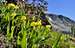 Erythronium grandiflorum (Avalanche Lilies)
