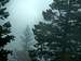 Fog Surrounded Spruces