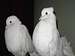 Couple of white Pigeon