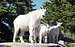 Mountain goats near the Eagle's Nest on Mt. Pilchuck