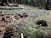 Pine Cones & Lupine in Yosemite