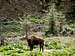 European bison in the Bieszczady Mountains