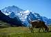 Jungfrau And Cow
